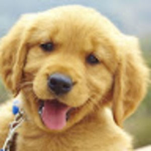 Meet your Posher, Addison